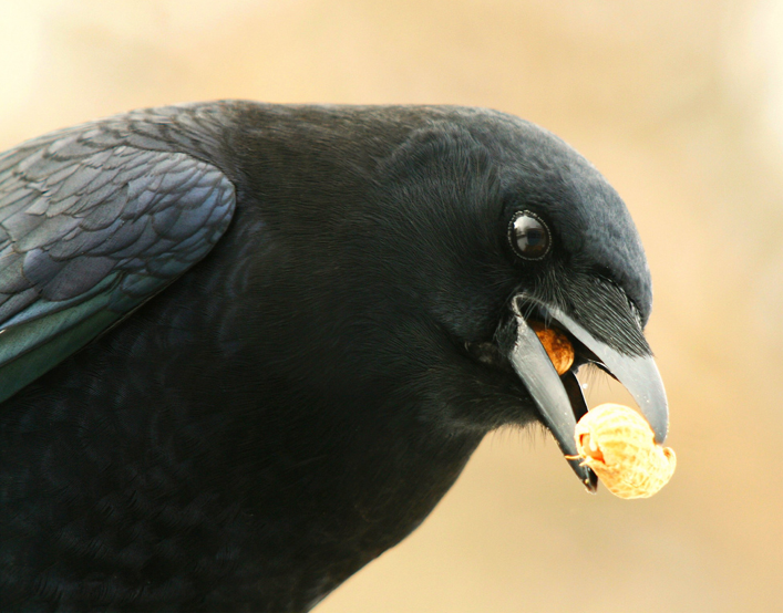the-nutty-crow1.png?w=710